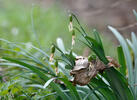 Galanthus nivalis