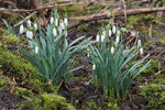 Galanthus nivalis