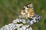 Galathea sommerfugl