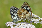 Galathea sommerfugl