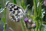 Galathea sommerfugl