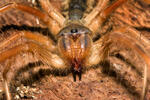 Galeodes graecus