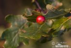 Gall Wasp Cherry Gall