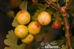 Gall Wasp Cherry Gall