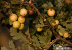 Gall Wasp Cherry Gall