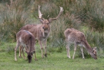 Gamo europeo