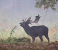 Gamo europeo