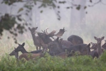 Gamo europeo