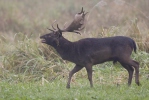 Gamo europeo