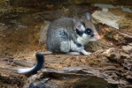 Garden Dormouse