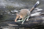 Garden Dormouse