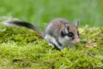 Garden Dormouse