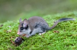 Garden Dormouse