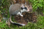 Garden Dormouse