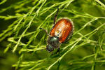 Garden Foliage Beetle