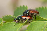 Garden Foliage Beetle