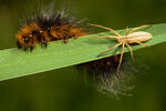 Garden Tiger - Catterpillar