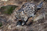 Gato pescador