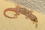 gecko verruqueux, gecko turc