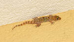 gecko verruqueux, gecko turc