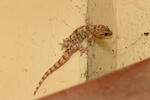 gecko verruqueux, gecko turc