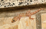 gecko verruqueux, gecko turc