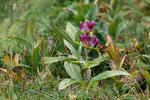 Gentiana pannonica