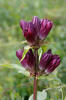 Gentiana pannonica