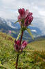 Gentiana pannonica