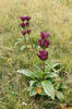 Gentiana pannonica