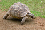 Geochelone pardalis