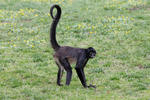 Geoffroy's Spider Monkey