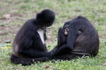 Geoffroy's Spider Monkey