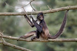 Geoffroy's Spider Monkey