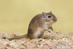 Gerbil de Mongolia