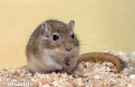 Gerbil de Mongolia