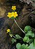 Gewone dotterbloem