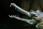 Gharial