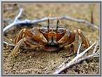 Ghost Crab