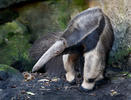 Giant Anteater