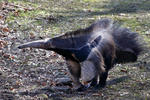 Giant Anteater