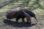 Giant Anteater