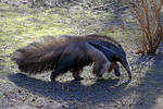 Giant Anteater