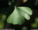 Ginkgo