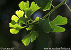 Ginkgo biloba