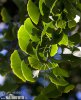 Ginkgo Tree