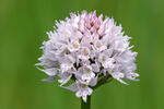 Globe Orchid