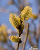 Goat Willow