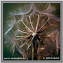 Goats Beard