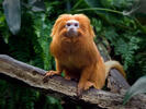 Golden Lion Tamarin